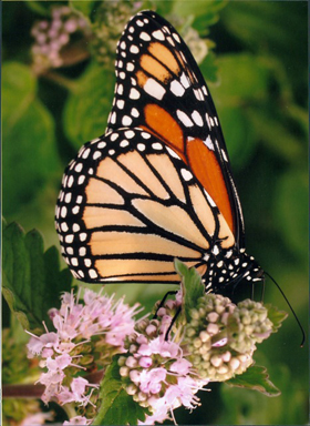 1st_place_insects_kevin_from_greenbrier.jpeg