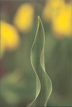 1st_place_macro_john_from_siloam_springs.jpeg