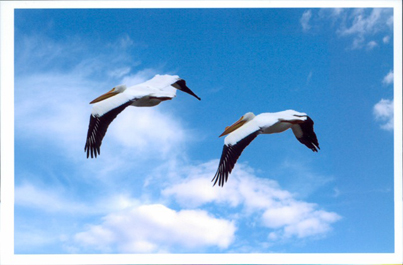 1st_place_waterfowl_roger_from_conway.jpeg
