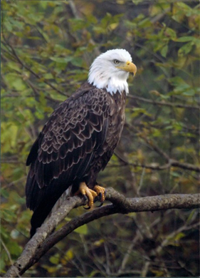 1st_place_wildlife_andy_from_berryville.jpeg